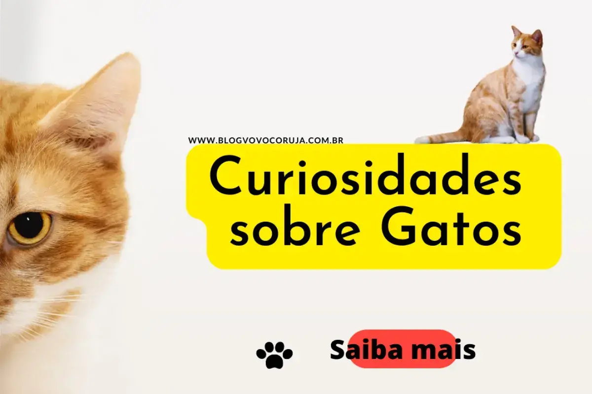 curiosidades-sobre-gatos