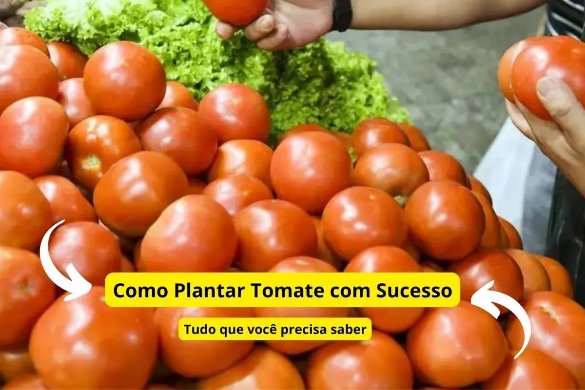 como-plantar-tomate-com-sucesso