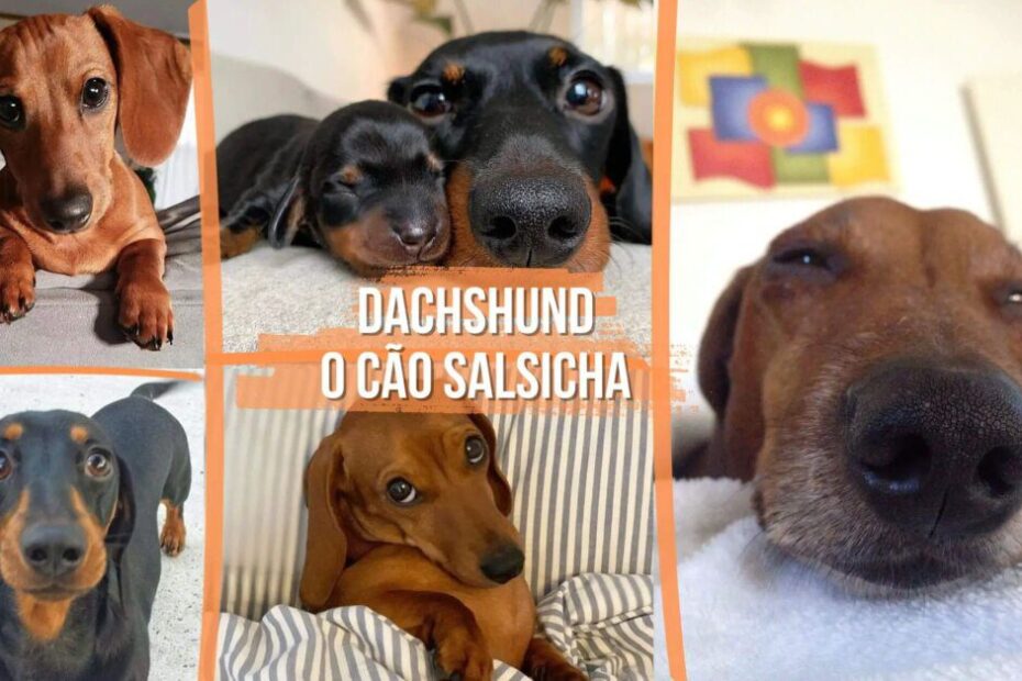 Dachshund: Tudo sobre o cachorro salsicha