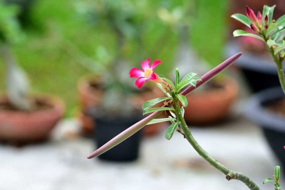 vagens na rosa-do-deserto florida